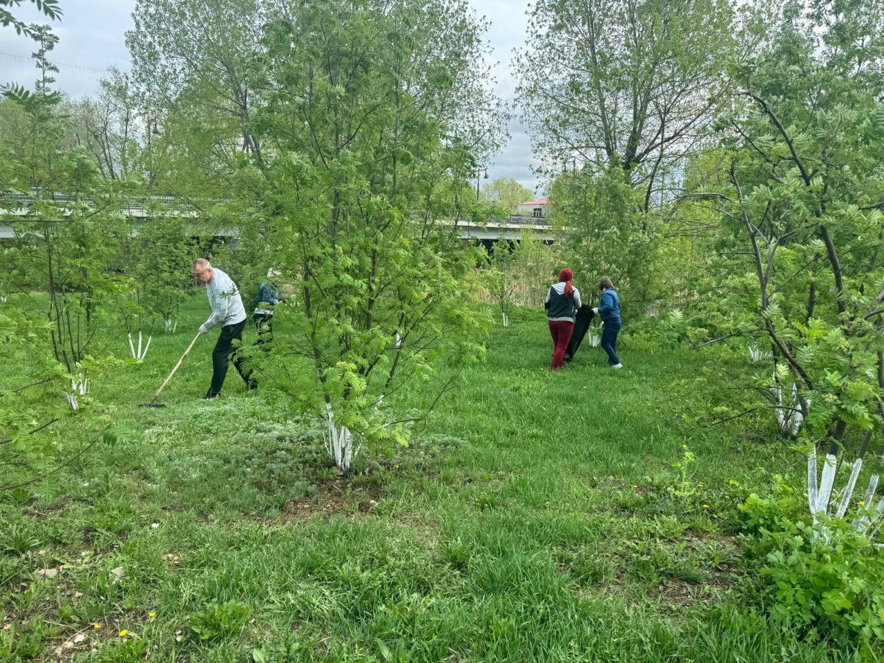 В связи с проведением Всероссийского субботника, коллектив отдела по образованию администрации Калачеевского муниципального района провел уборку территории своей организации, а также рябинового сквера на набережной под центральным мостом..